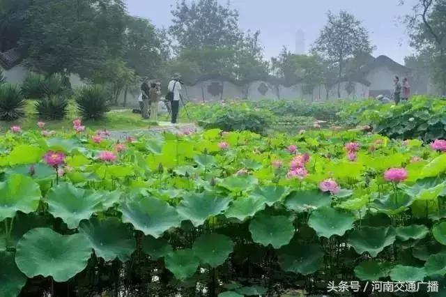 郑州哪里可以入夏赏荷,郑州最佳赏荷地来了
