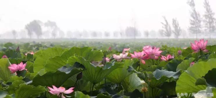郑州哪里可以入夏赏荷,郑州最佳赏荷地来了