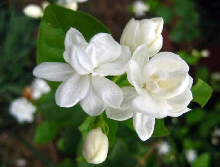 茉莉花诗词配图,朗诵好一朵美丽的茉莉花