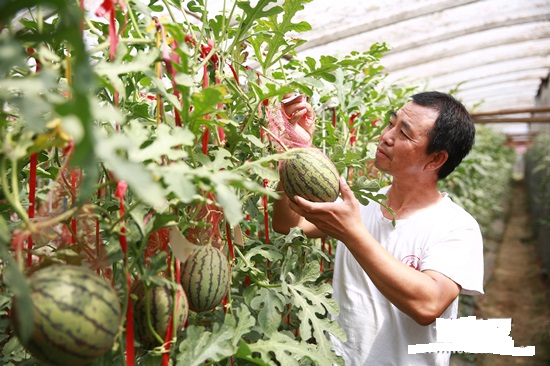 农业创业赚钱的十种运营模式,如何打造农业持续的盈利模式