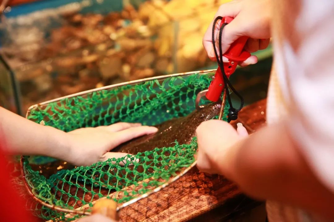 日料鱼生种类,在日料店怎么吃