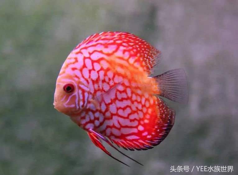 七彩封王，实至名归，当之无愧！