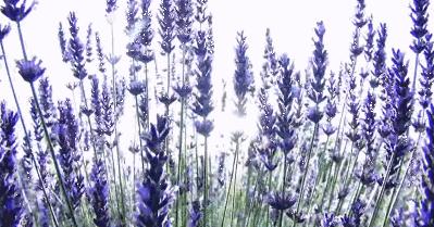 北京的普罗旺斯庄园,薰衣草庄园的浪漫之旅