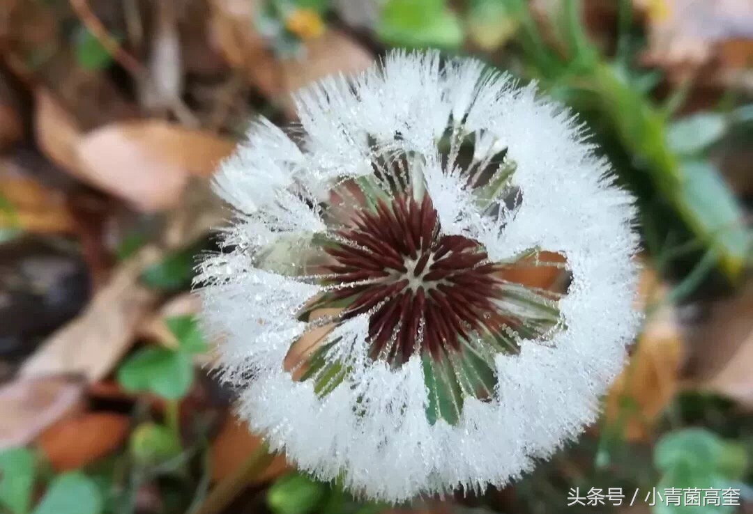 美丽的云南师范大学,美丽的云南曲靖