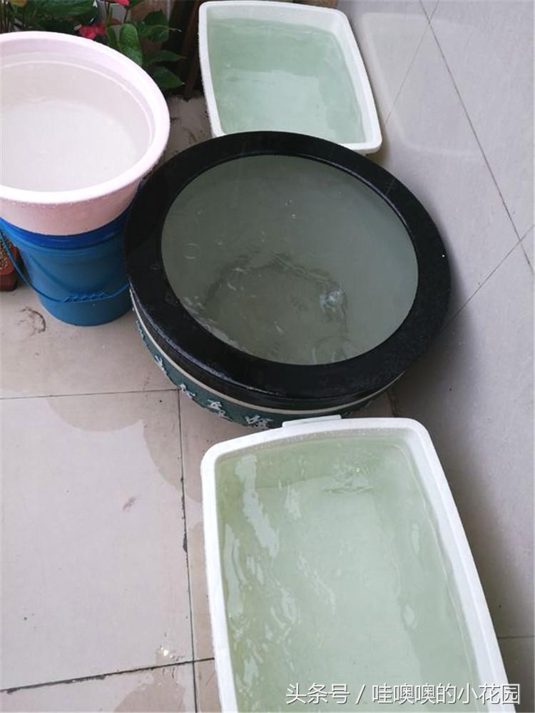 绿萝喝什么水容易爆盆,绿萝怎么养才能更旺盛喝什么水