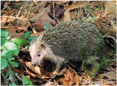 萌爆了！抖音同款蠢萌刺猬，赶紧入手一只撸撸撸！