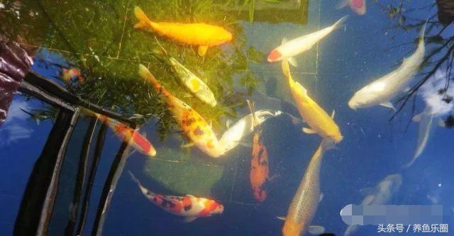 锦鲤鱼缸团灭后重新开缸,锦鲤遭团灭