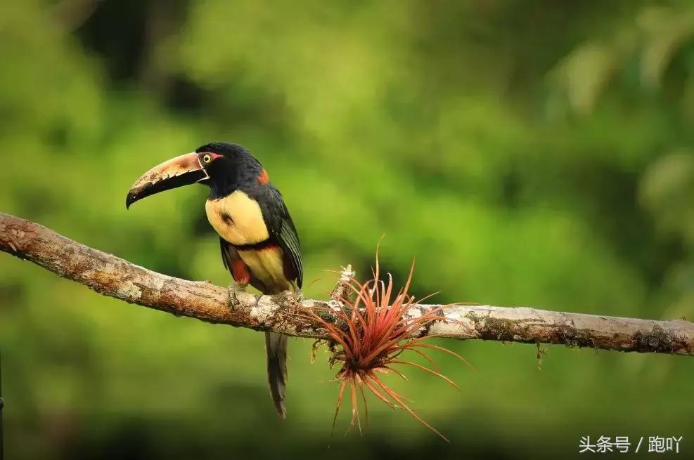 世界杯进球最多的国家是哪国,世界杯进球最多的国家是哪个国家