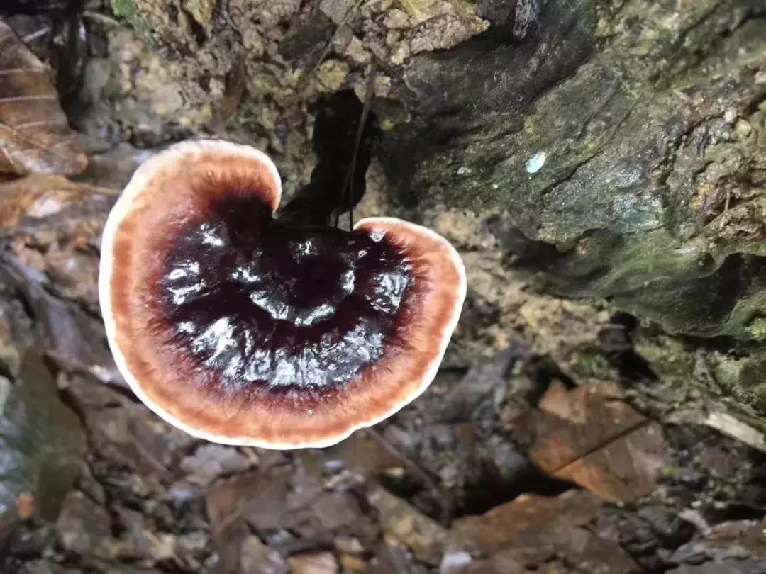 灵芝药品和灵芝保健品有什么区别,灵芝和灵芝孢子粉是一种保健品吗