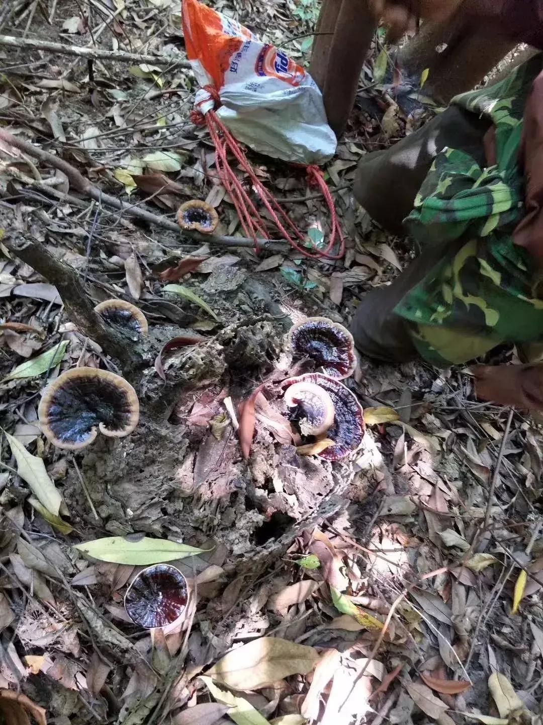 灵芝药品和灵芝保健品有什么区别,灵芝和灵芝孢子粉是一种保健品吗