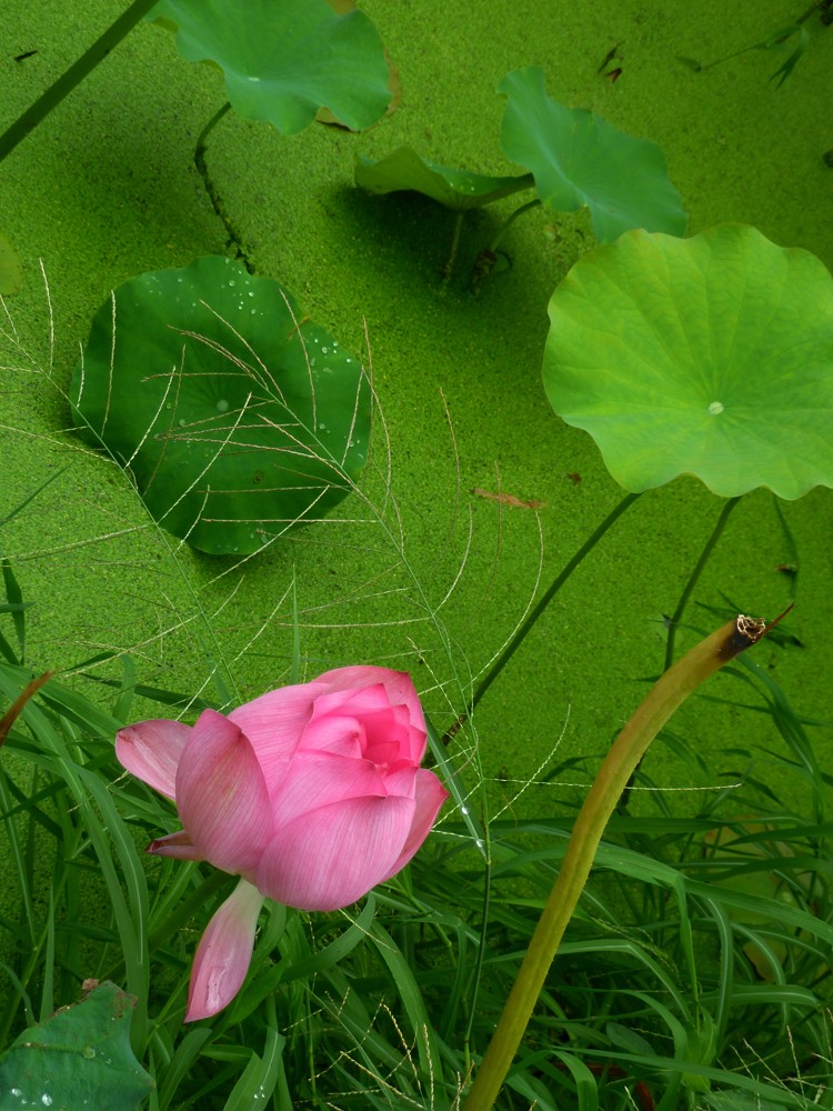 夏日赏月赏夜，不如赏花荷，这里“十里荷花一个村”