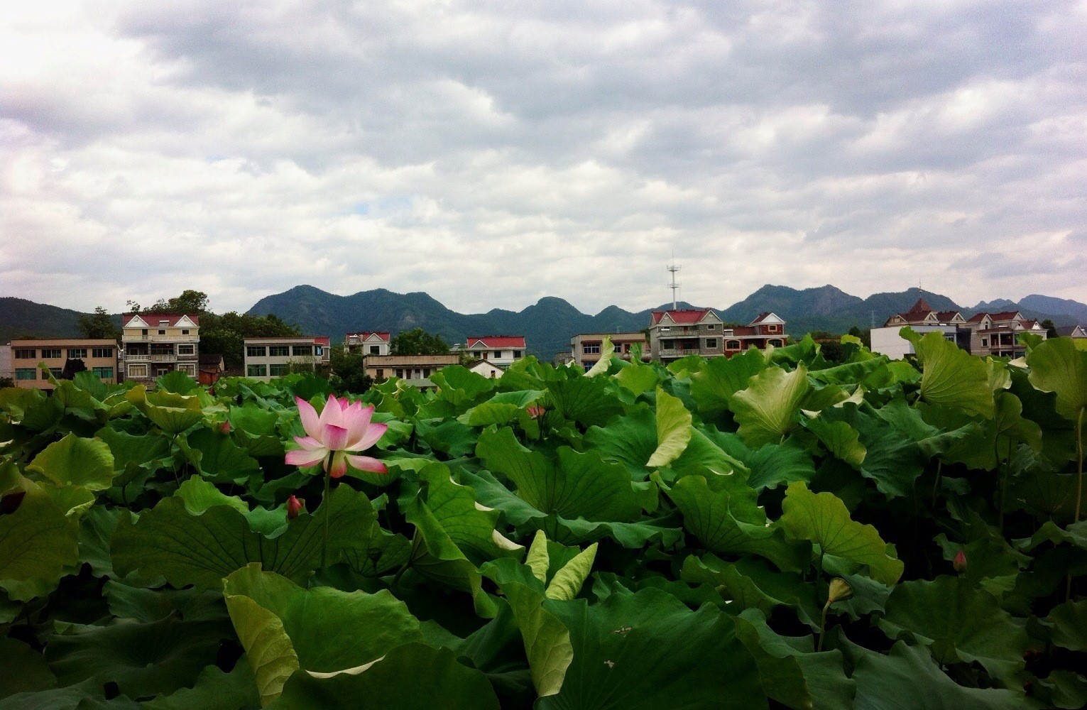 夏日赏月赏夜，不如赏花荷，这里“十里荷花一个村”