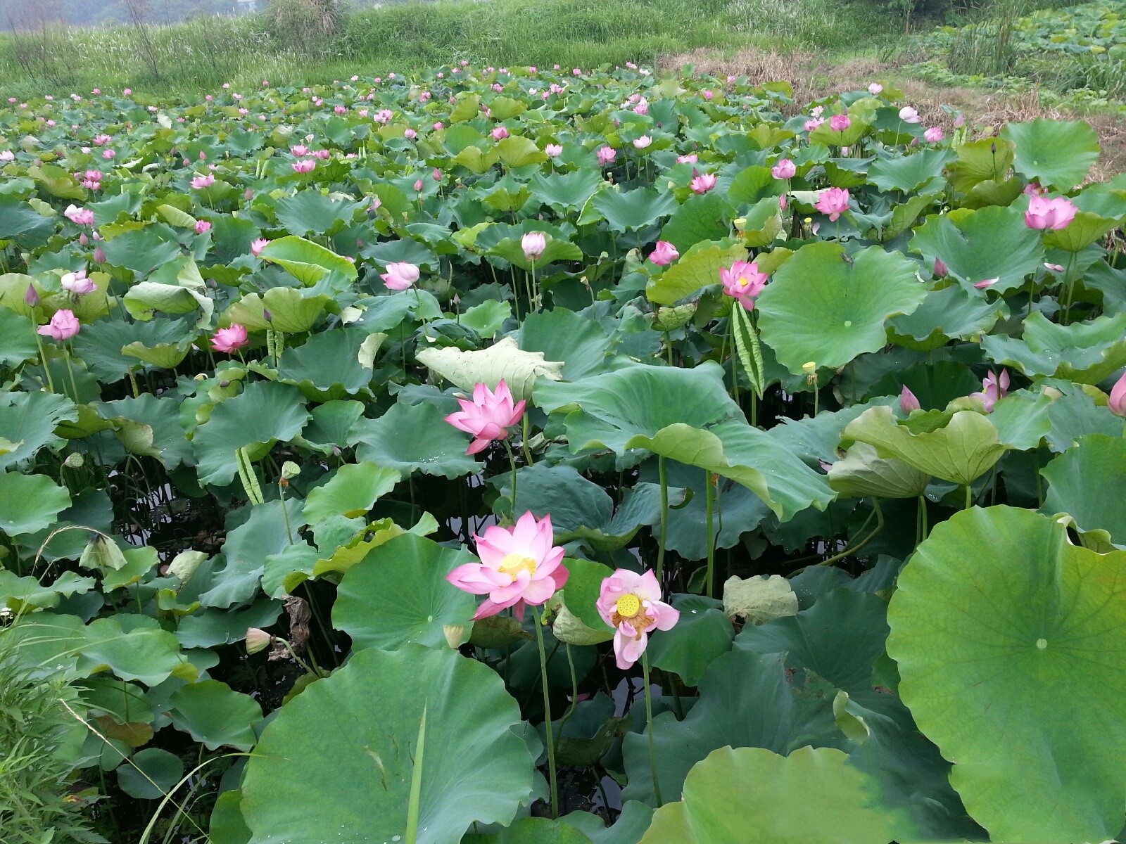 夏日赏月赏夜，不如赏花荷，这里“十里荷花一个村”