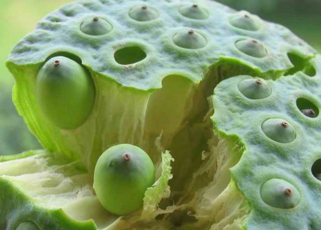 夏日赏月赏夜，不如赏花荷，这里“十里荷花一个村”