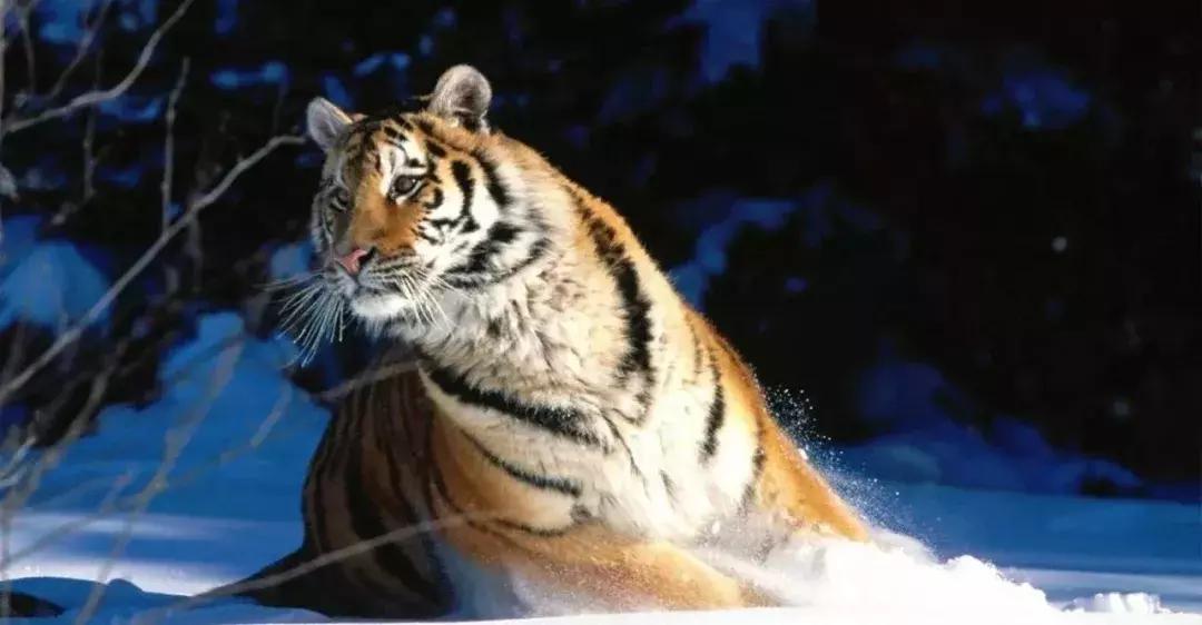 探索自然的纪录片推荐,七部神级自然纪录片你看过几部