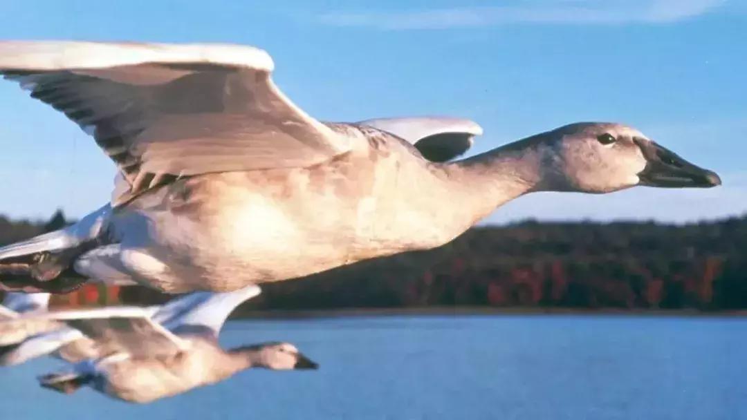 探索自然的纪录片推荐,七部神级自然纪录片你看过几部