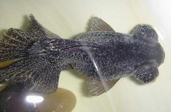 家养金鱼得病喂什么药,鱼缸养鱼鱼病症状