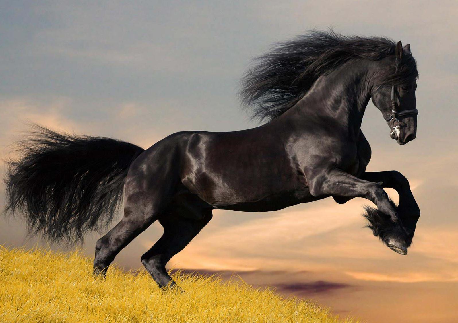 灭梅西威风的姆巴佩跑得贼快，那跑得快的生灵你知多少