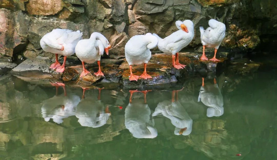 关于民国文化的作文,值得一看的民国小作文