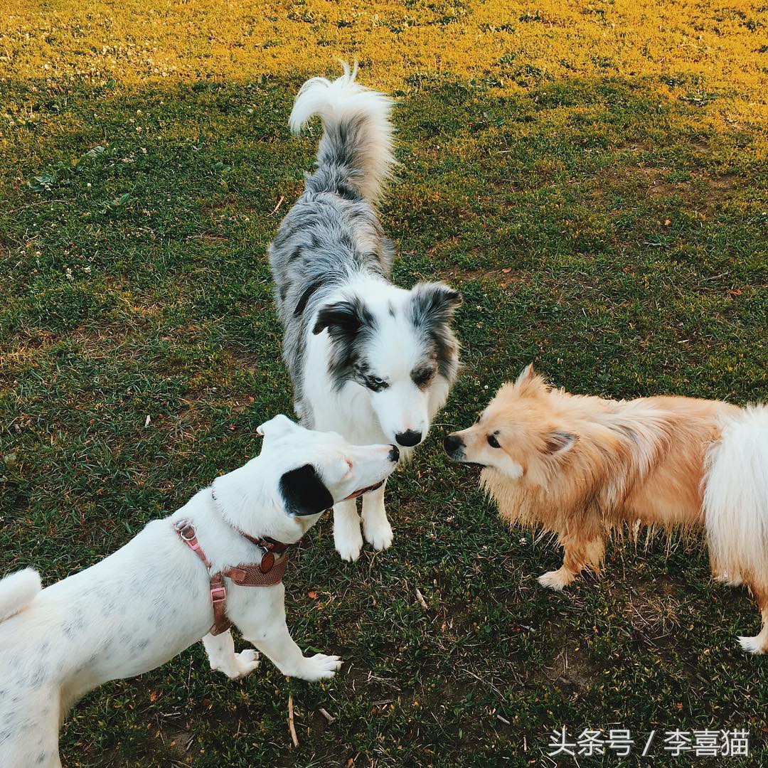 训练狗狗的正确方法和技巧,训练狗狗听话的12条标准赶快收藏