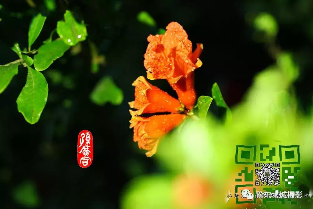 豫东水城摄影——老子故里鹿邑人文自然百科(五)