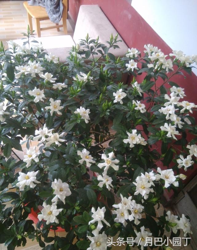 栀子花怎么养黄叶不开花,栀子花水养怎么不黄叶