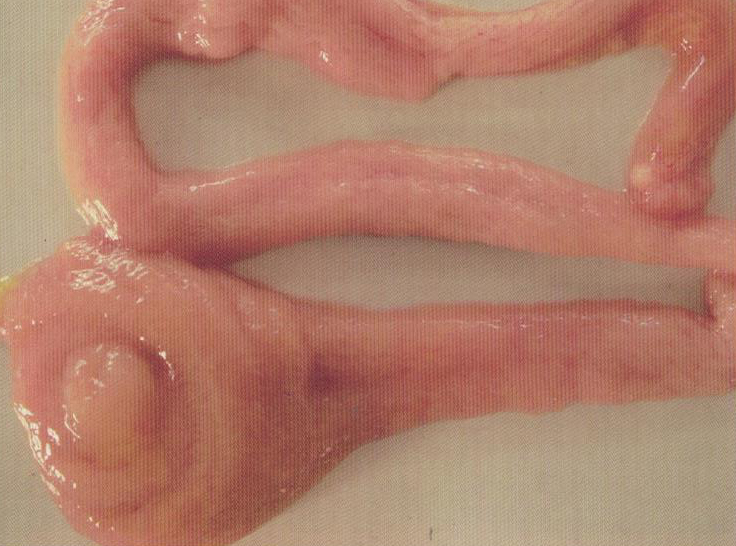 鹌鹑禽流感解剖图,鸡患禽流感症状及图片