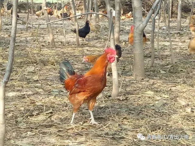 「青春扶贫示范项目」女大学生回乡创业带领乡亲致富——南江县远霖畜禽养殖专业合作社负责人蒋超群创业故事（第8期）