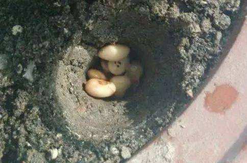 阳台盆栽辣椒带果,在花盆里种辣椒用什么土