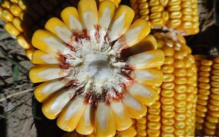 2021秋新玉米价,2022新玉米上市价格专家预测