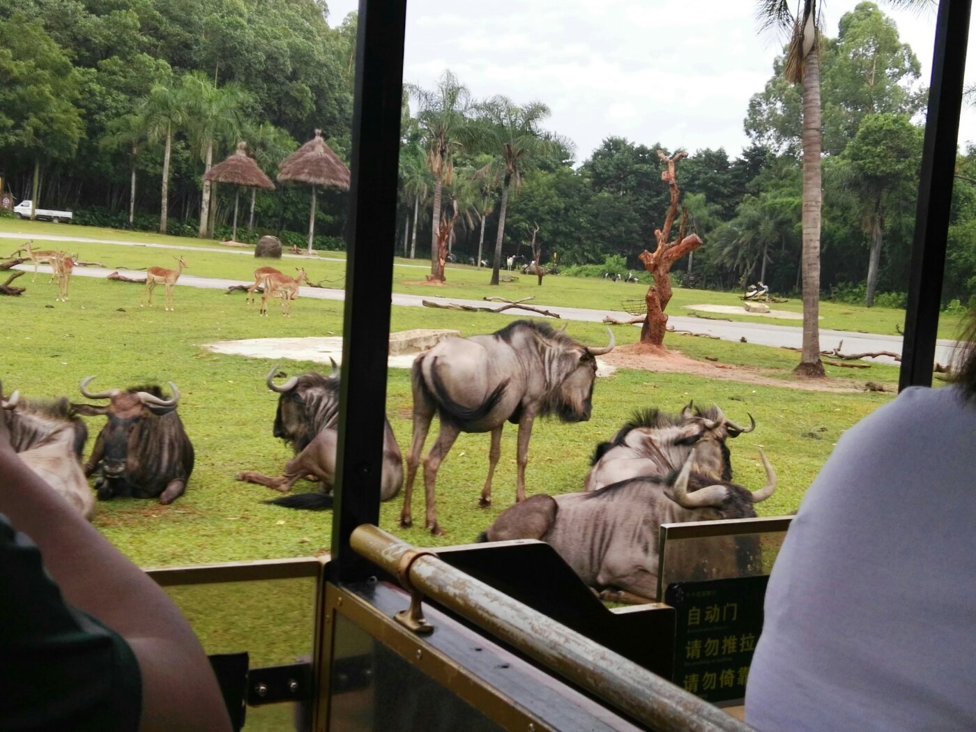 广州长隆野生动物世界之行,广州长隆野生动物世界游玩攻略图