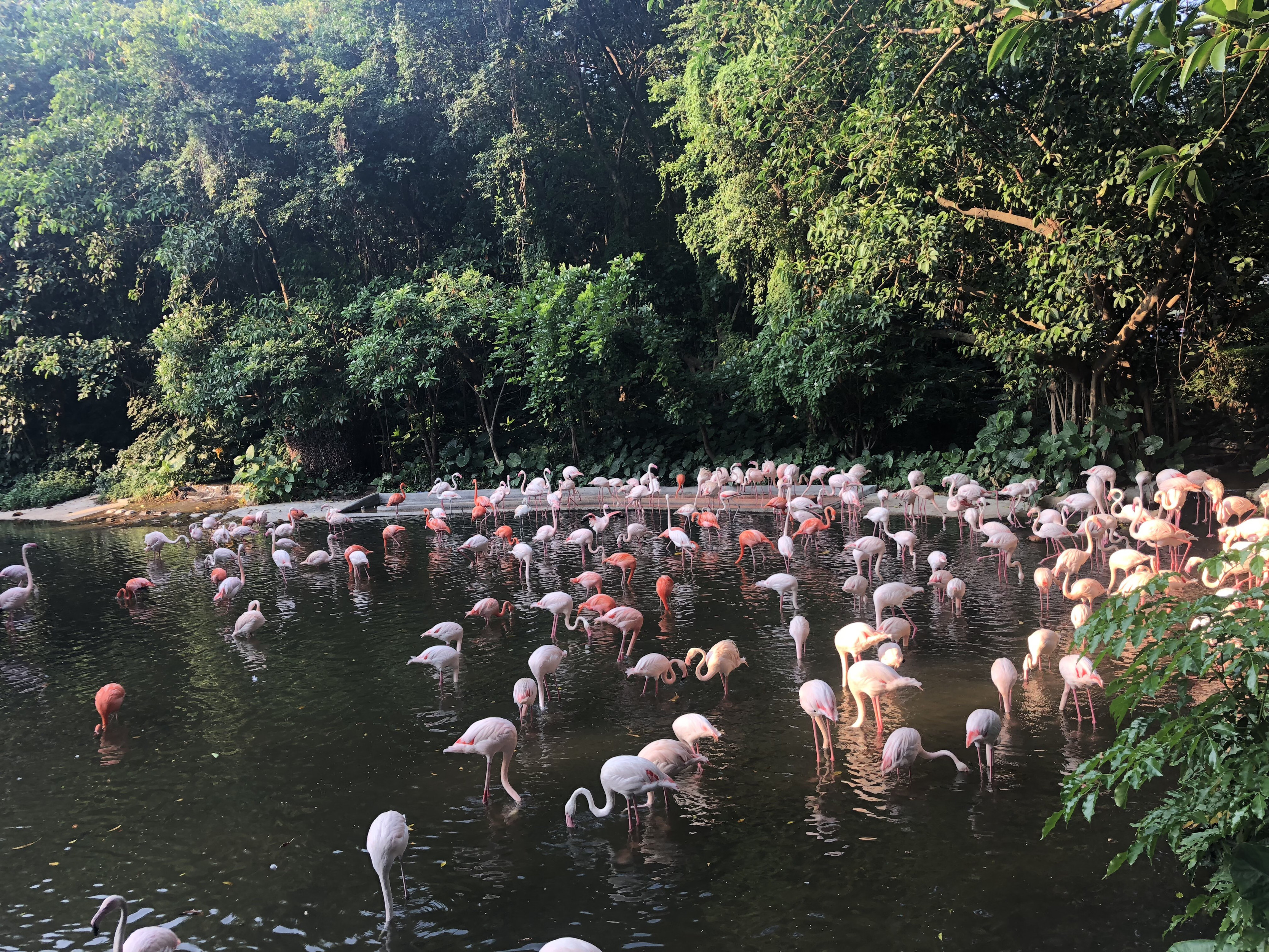 广州长隆野生动物世界旅游攻略,广州长隆野生动物王国攻略