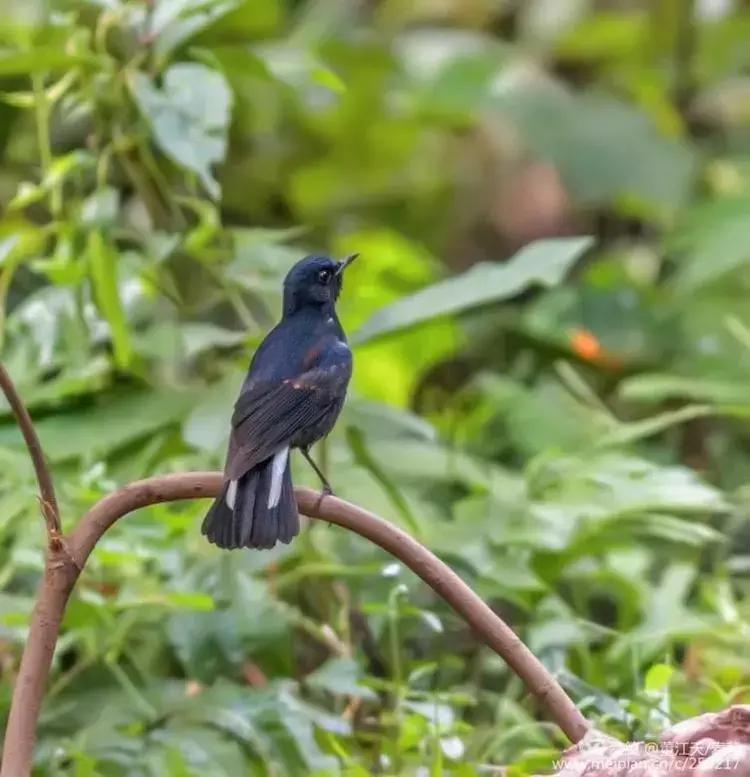 滇西拍鸟攻略,滇西观鸟的图片