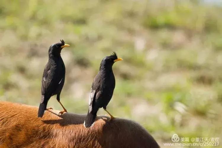 滇西拍鸟攻略,滇西观鸟的图片