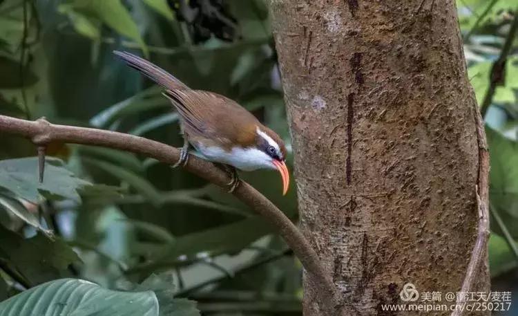 滇西拍鸟攻略,滇西观鸟的图片