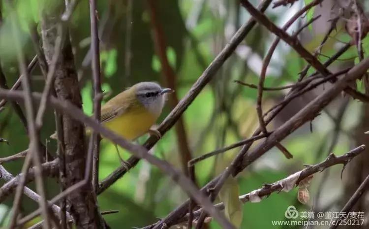 滇西拍鸟攻略,滇西观鸟的图片