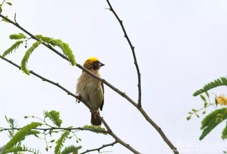 滇西拍鸟攻略,滇西观鸟的图片