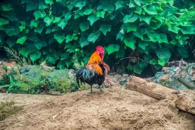 这竟然是农村！中国最美乡村Top10，有你家乡吗？