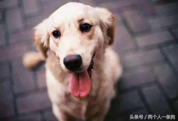 宠物在家搞破坏,狗狗在家搞破坏的视频