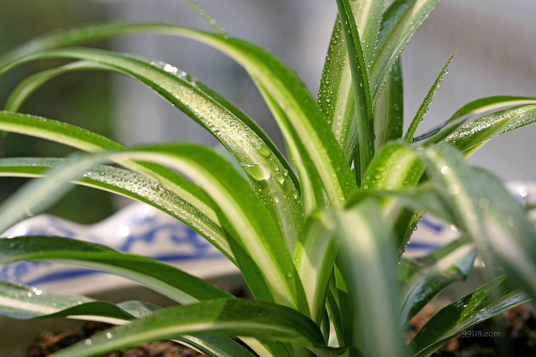 金边吊兰叶尖发黄干枯是什么原因,金鱼吊兰叶尖发黄是什么原因