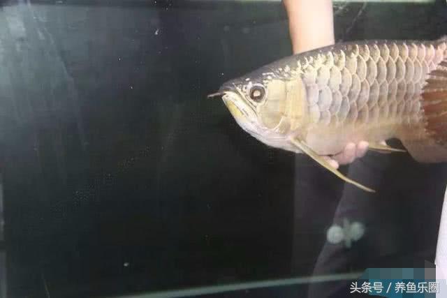 龙鱼轻微掉眼能自己恢复吗,爱龙白点净注意事项