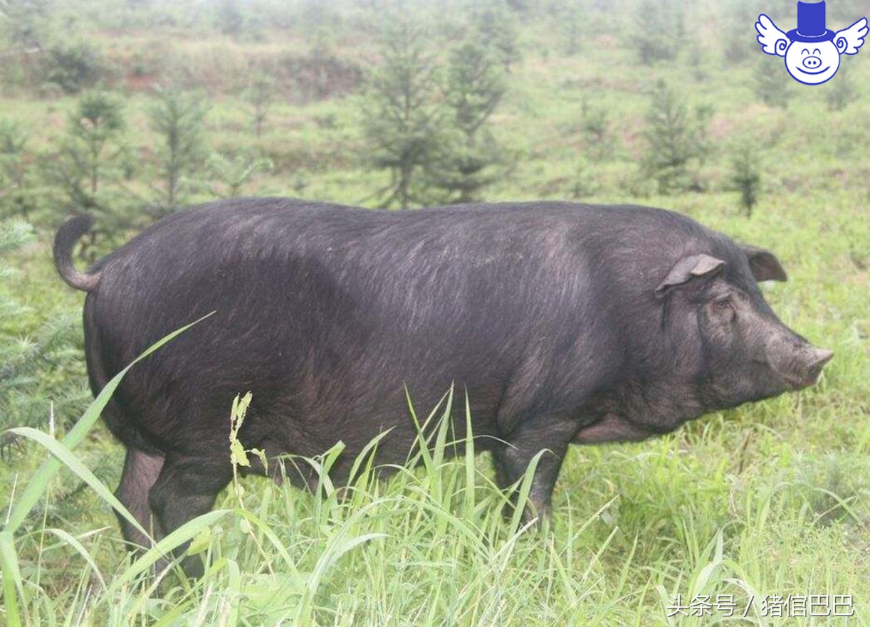 猪营养过剩会导致什么症状,猪缺水5个小时有危害吗