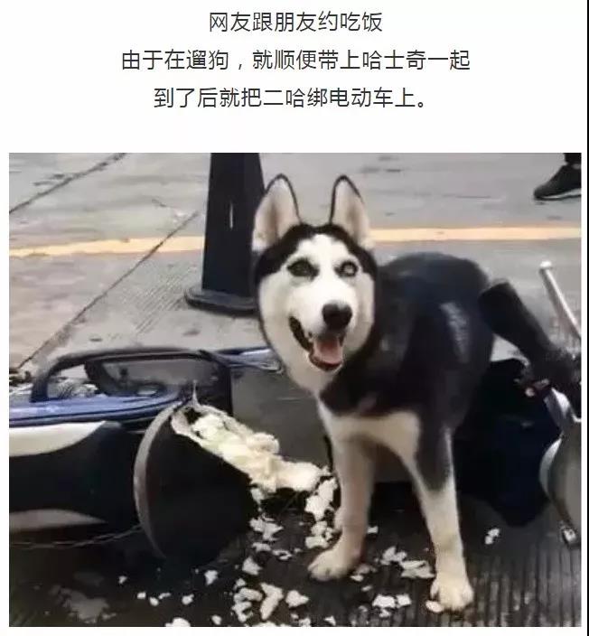 带狗狗去外面吃饭,狗狗不让其他狗进家怎么办