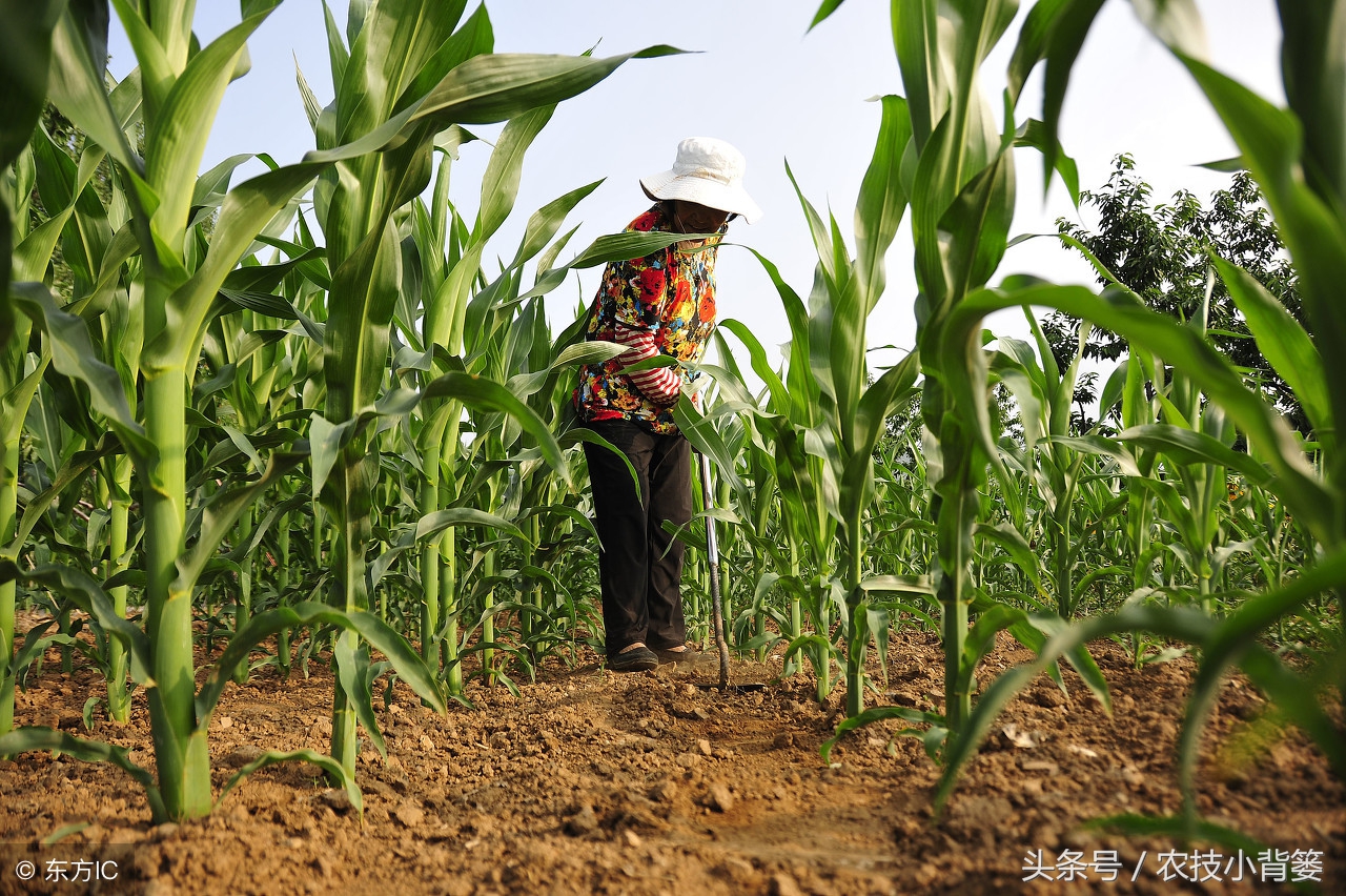 玉米苗期发叉是什么原因,水果玉米需要打叉吗