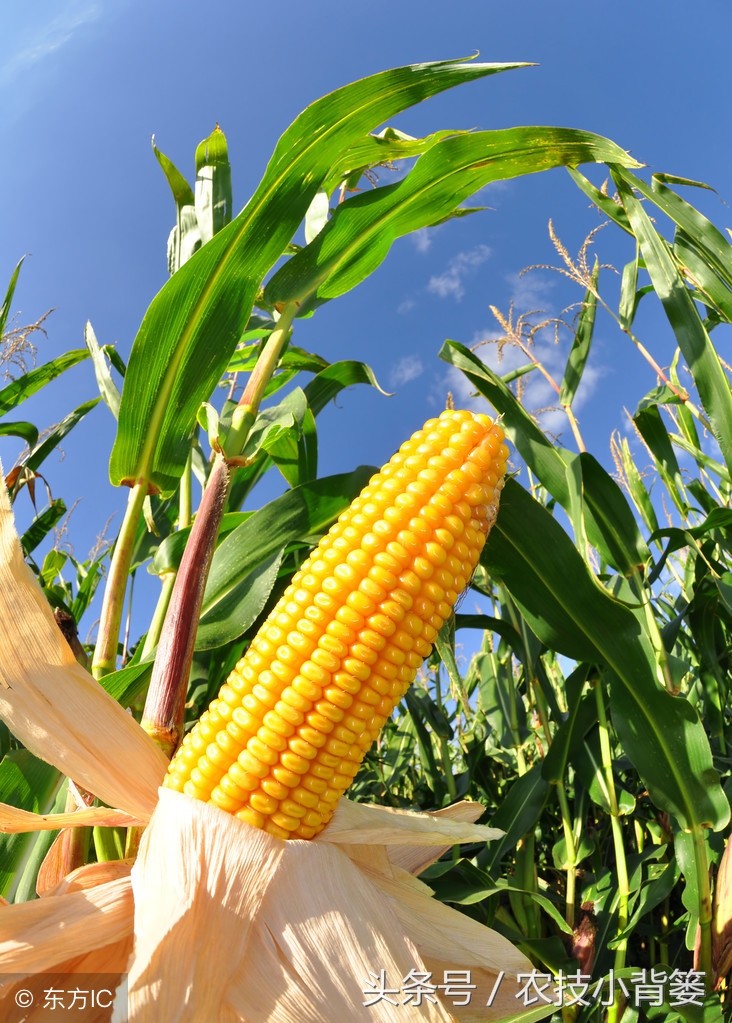 玉米苗期发叉是什么原因,水果玉米需要打叉吗