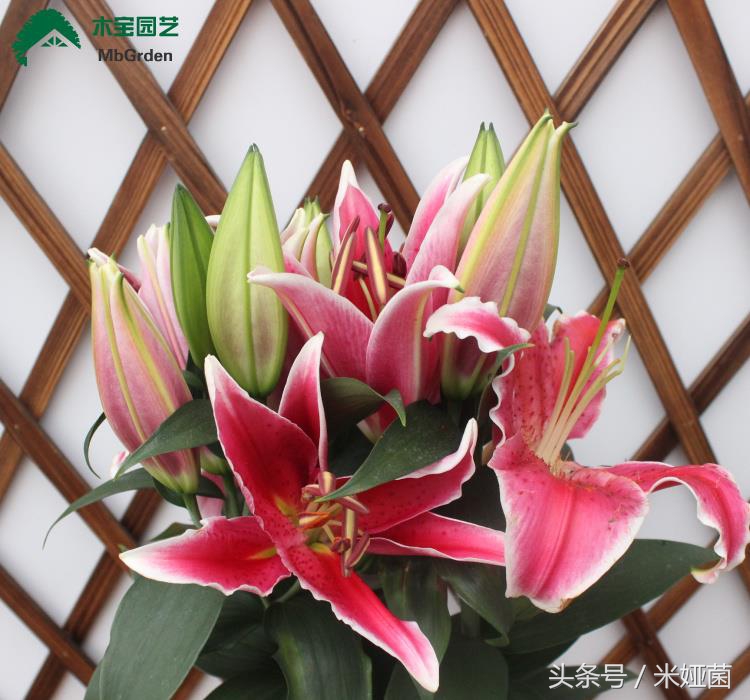 黄色百合花盆栽带花苞发货,矮一点百合花苗盆栽带花苞