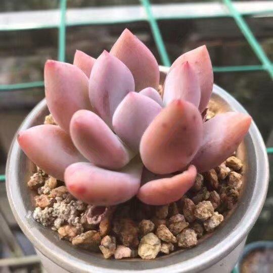 多肉植物吃水吗,多肉植物喜欢酸性土还是碱性土