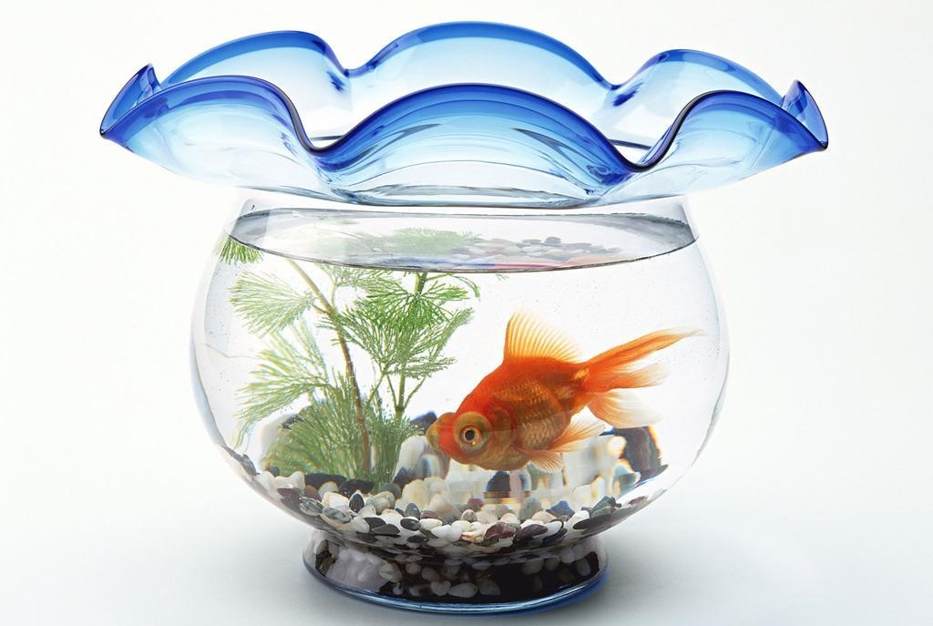 养金鱼常见的鱼病怎么治,防治金鱼生病有些啥药