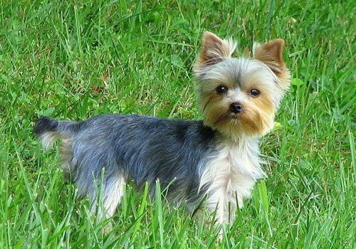 养一个约克夏要花多少钱,养一只约克夏的成本