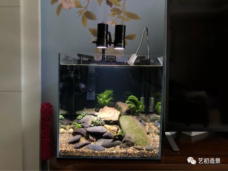 虾虎缸造景要什么过滤器,虾虎缸用什么石头造景好